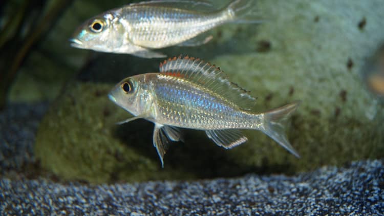 Callochromis pleurospilus 'Ujiji'